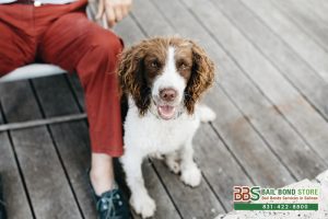 Dog Bite Laws In California